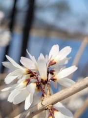 Abeliophyllum