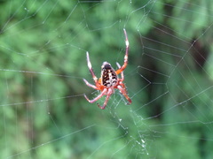Neoscona adianta