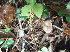 Entoloma conicum