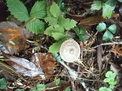 Entoloma conicum