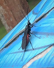 Atanycolus cappaerti