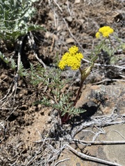 Lomatium vaginatum