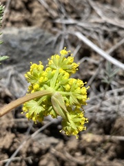 Lomatium vaginatum