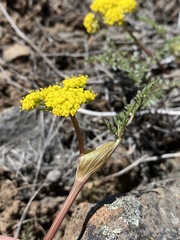 Lomatium vaginatum