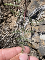 Lomatium vaginatum