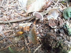 Hydnellum scrobiculatum