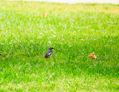 Setophaga coronata