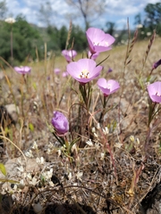 Clarkia arcuata
