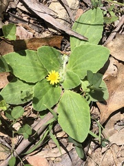 Cymbonotus lawsonianus