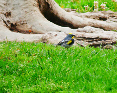 Setophaga coronata