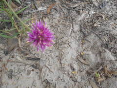 Gomphrena pulchella