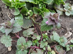 Lamium purpureum
