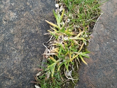 Poa annua