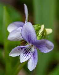 Viola × brauniae