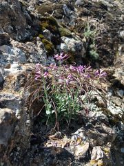 Boechera breweri breweri