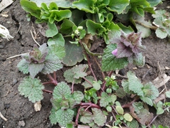 Lamium purpureum