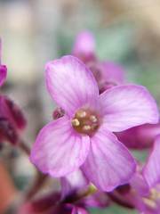 Boechera breweri breweri