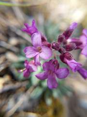 Boechera breweri breweri