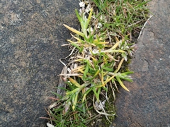 Poa annua