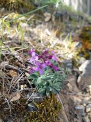 Boechera breweri breweri