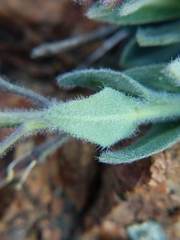 Boechera breweri breweri