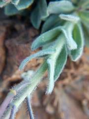 Boechera breweri breweri