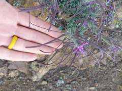 Boechera breweri breweri