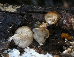 Trichocybe