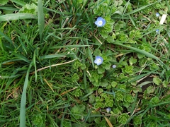 Veronica persica