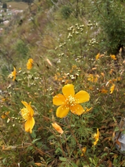 Mentzelia scabra chilensis