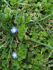 Veronica persica