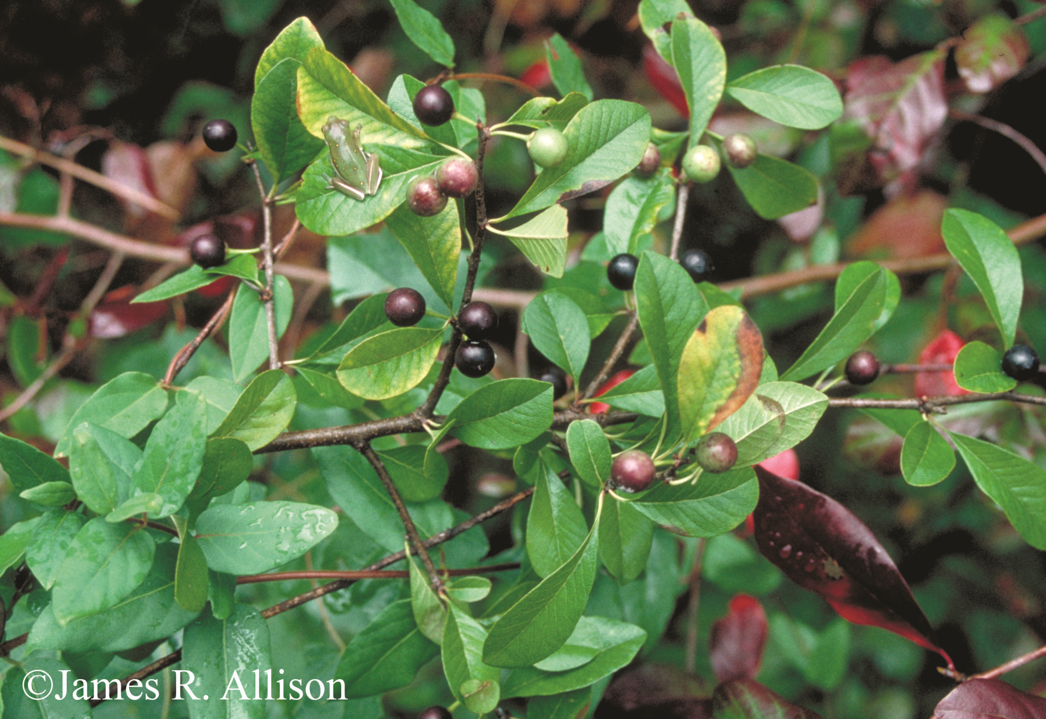 Sideroxylon thornei