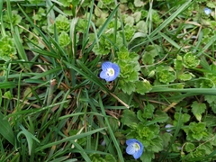 Veronica persica