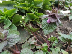 Lamium purpureum