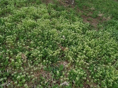 Noccaea perfoliata