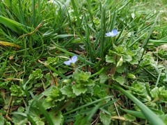 Veronica persica
