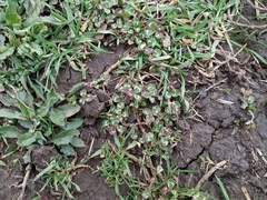 Trifolium repens