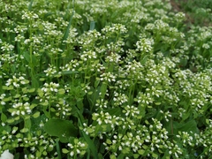 Noccaea perfoliata