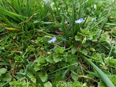 Veronica persica
