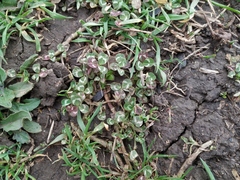 Trifolium repens