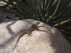 Sceloporus occidentalis longipes