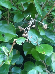 Brachyglottis rotundifolia