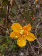 Mentzelia scabra chilensis