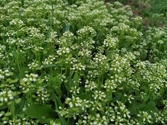 Noccaea perfoliata