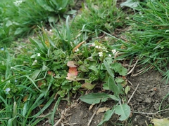 Capsella bursa-pastoris