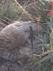 Sceloporus occidentalis longipes