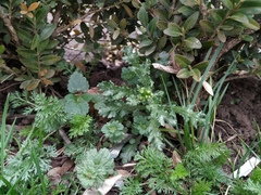 Senecio vulgaris