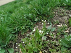 Capsella bursa-pastoris