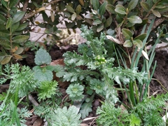 Senecio vulgaris