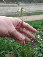 Capsella bursa-pastoris
